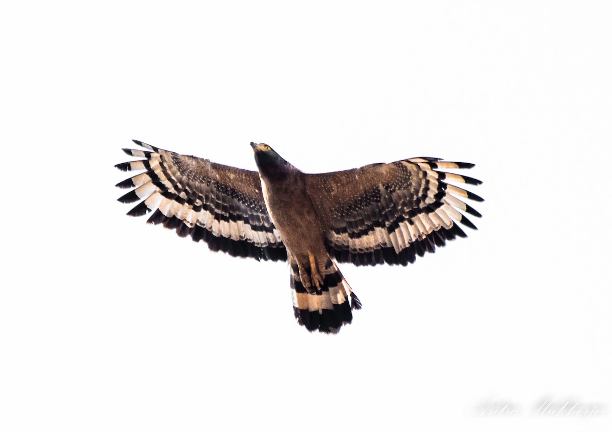 Crested Serpent-Eagle - ML88556011