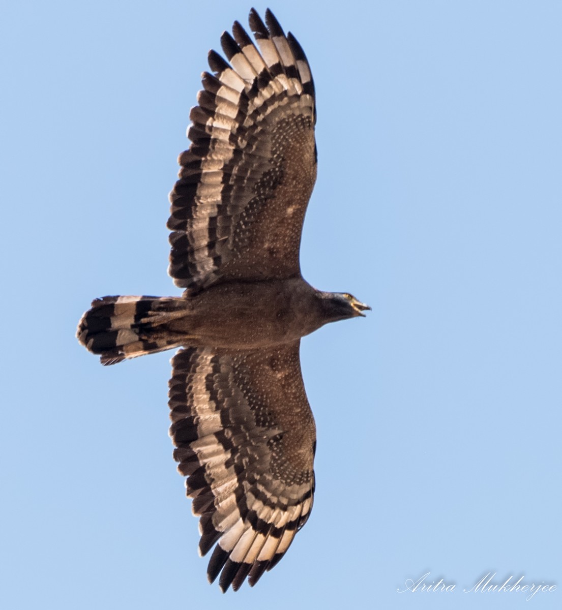 Crested Serpent-Eagle - ML88556021