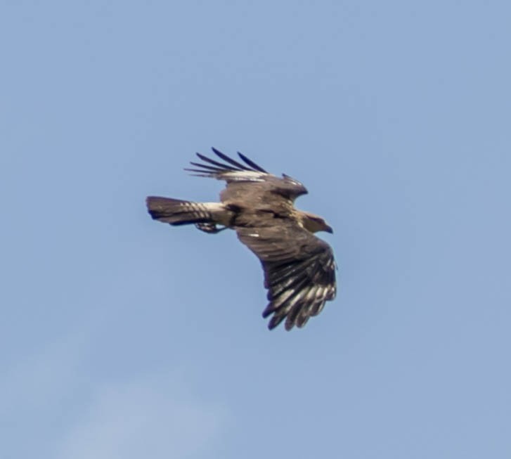 Caracara à tête jaune - ML88556091