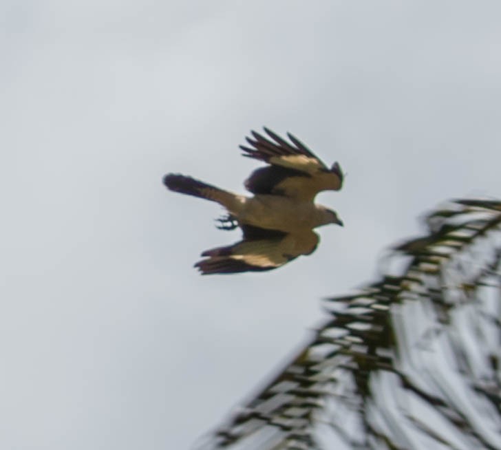 Yellow-headed Caracara - ML88556101