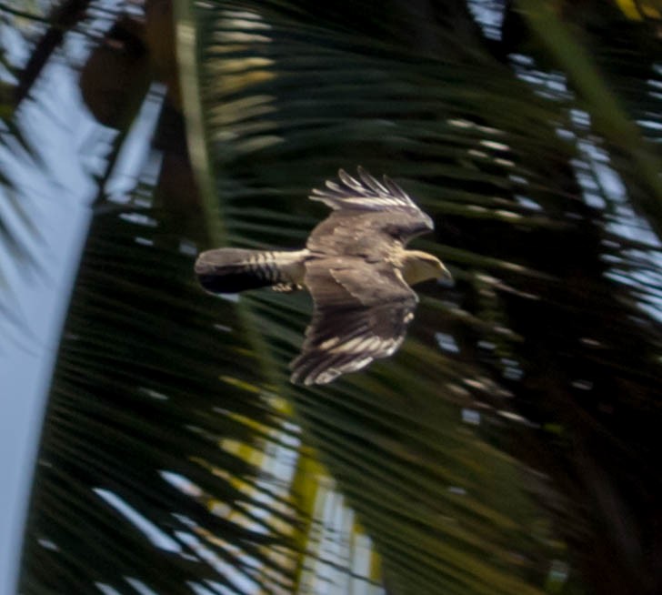 Yellow-headed Caracara - ML88556111