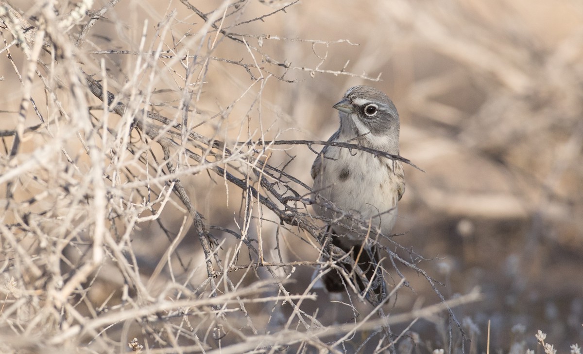 Sagebrush Sparrow - ML88556831