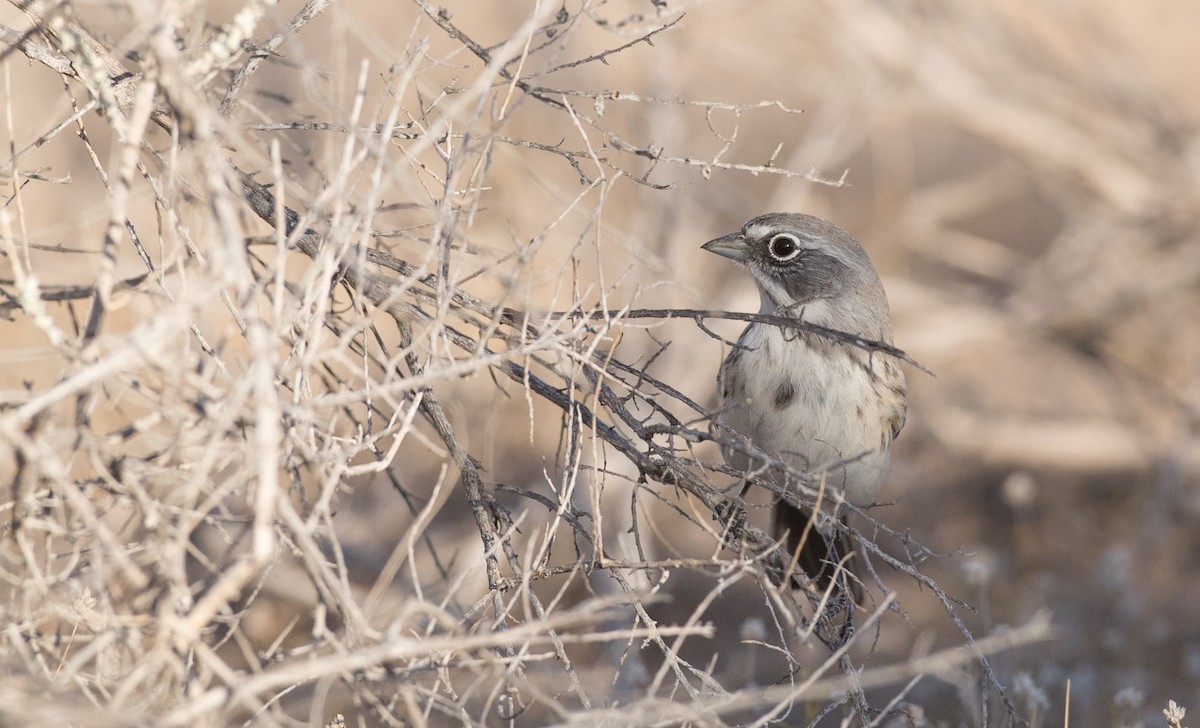 Sagebrush Sparrow - ML88556841