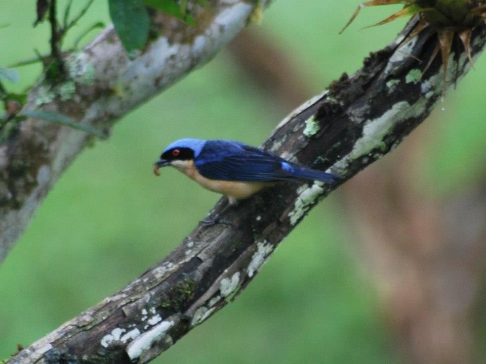 Fawn-breasted Tanager - ML88556881