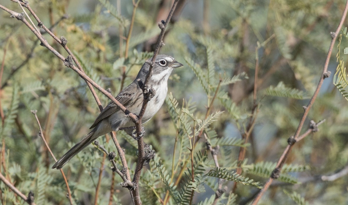 Sagebrush Sparrow - Ian Davies