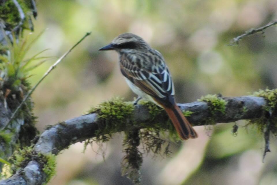 Streaked Flycatcher - ML88557161