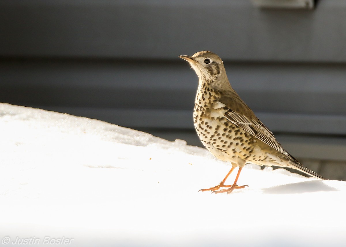 Mistle Thrush - ML88557901