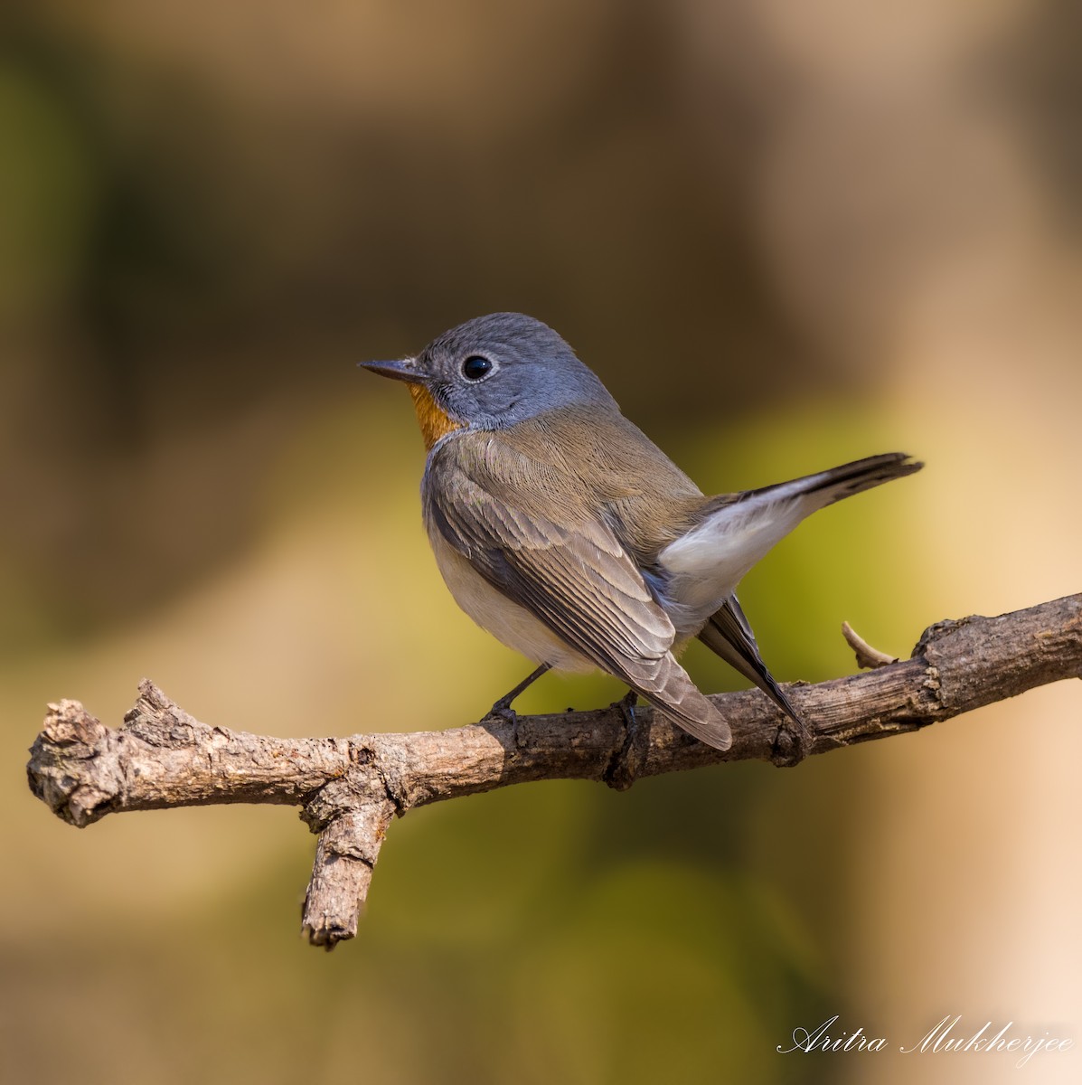 Red-breasted Flycatcher - ML88558211