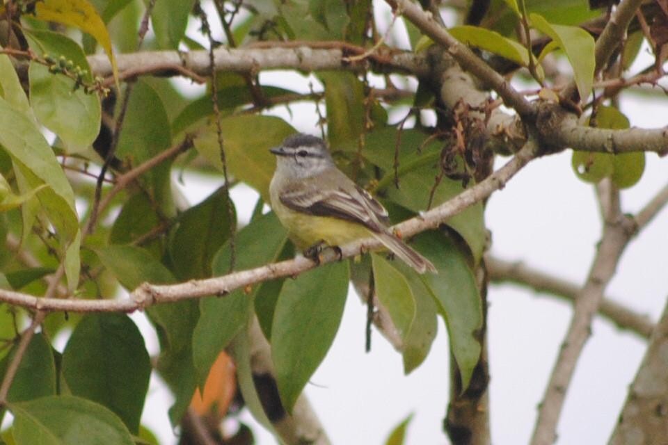 Mosquerito Cabecigrís - ML88558241