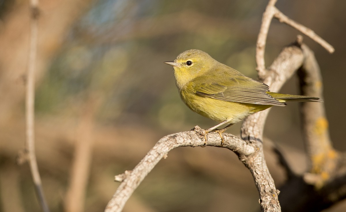 Orange-crowned Warbler - Ian Davies