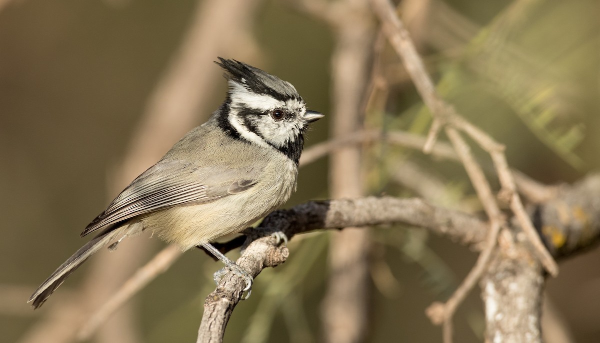 Bridled Titmouse - Ian Davies