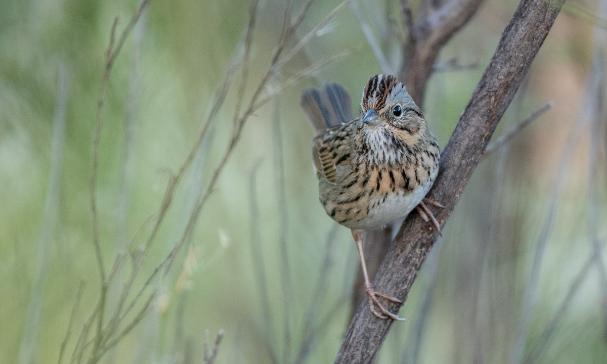 Lincoln's Sparrow - ML88558521