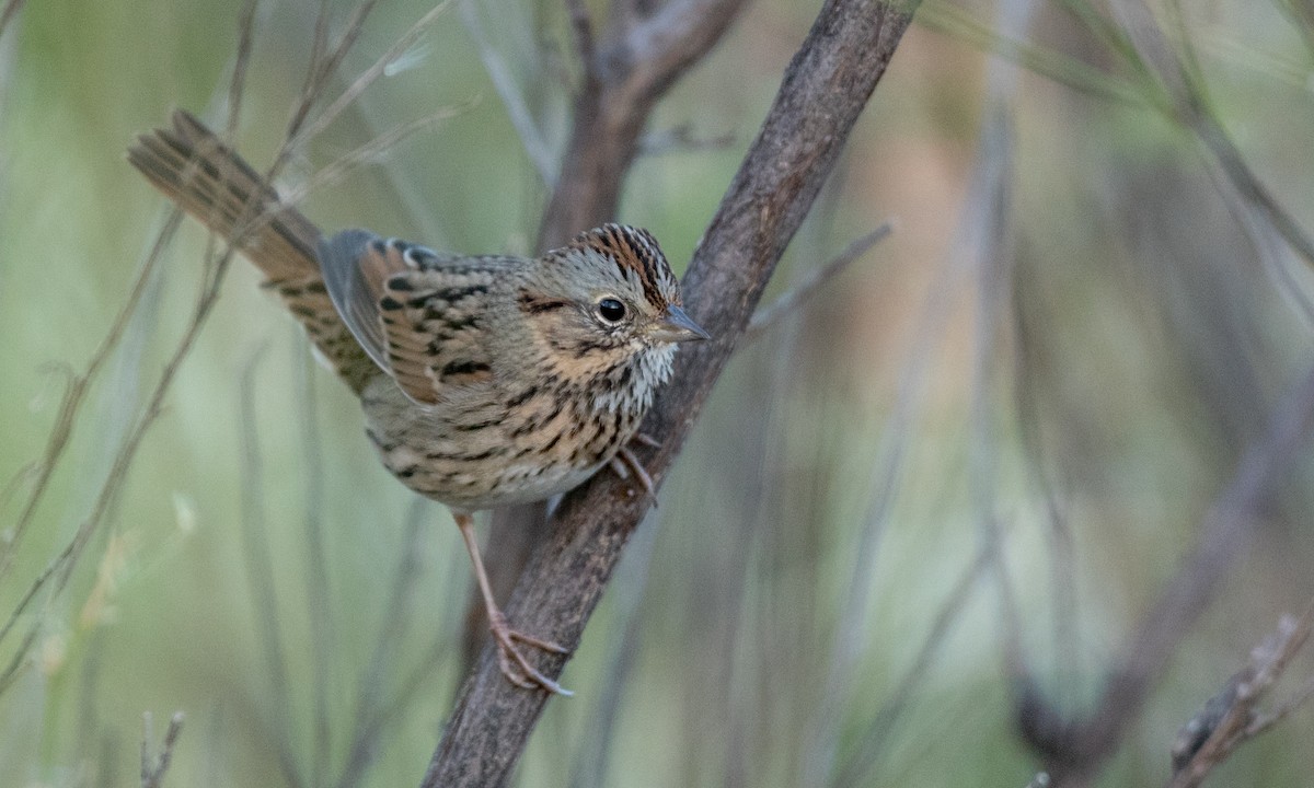 Lincoln's Sparrow - ML88558551