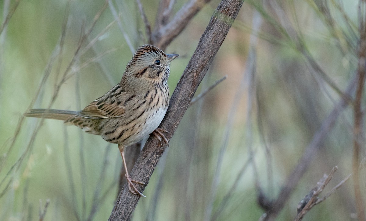 Lincoln's Sparrow - ML88558561