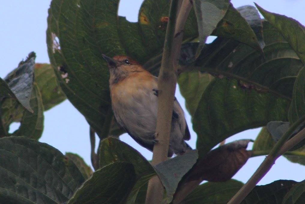 Chocó-Strichelameisenschlüpfer - ML88558711