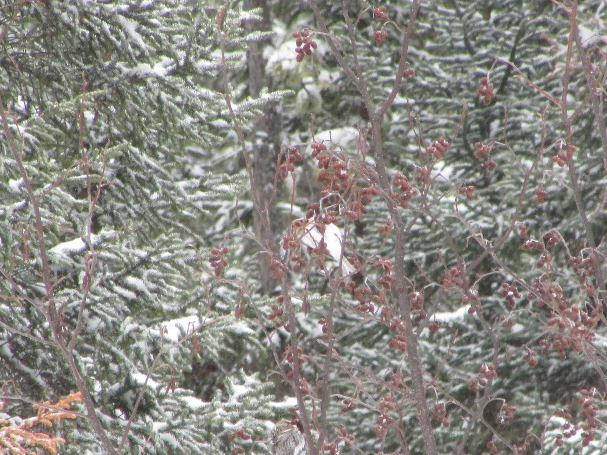 Hoary Redpoll - ML88558771