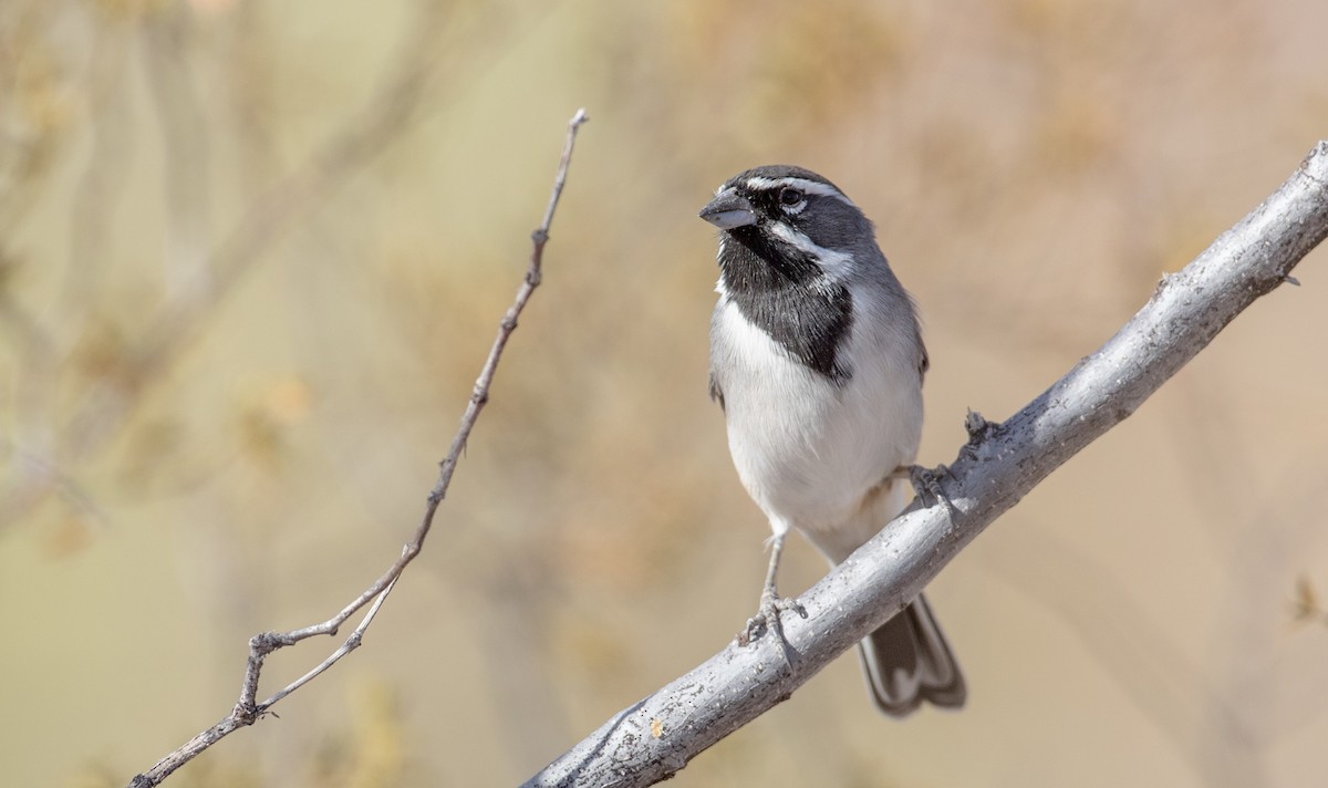 Black-throated Sparrow - ML88558951