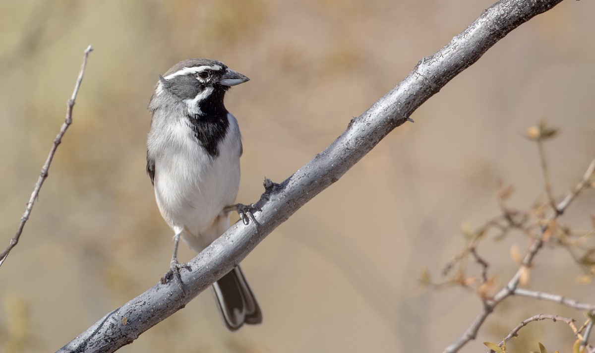 Black-throated Sparrow - ML88558961