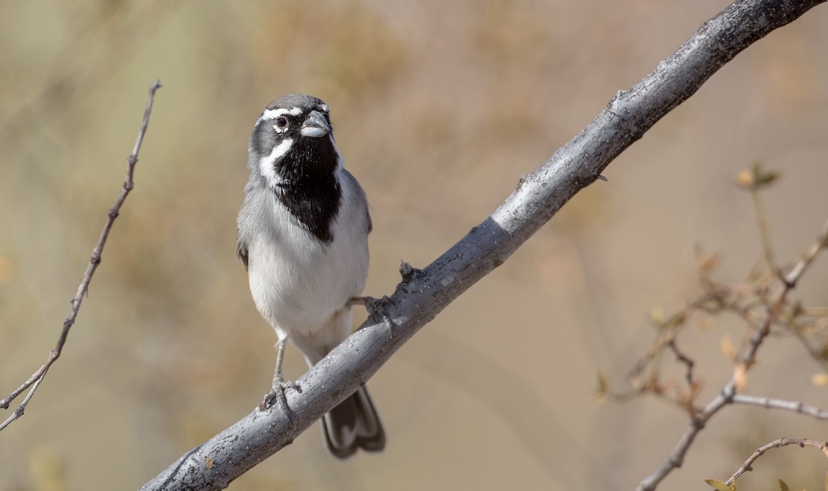 Black-throated Sparrow - ML88558971