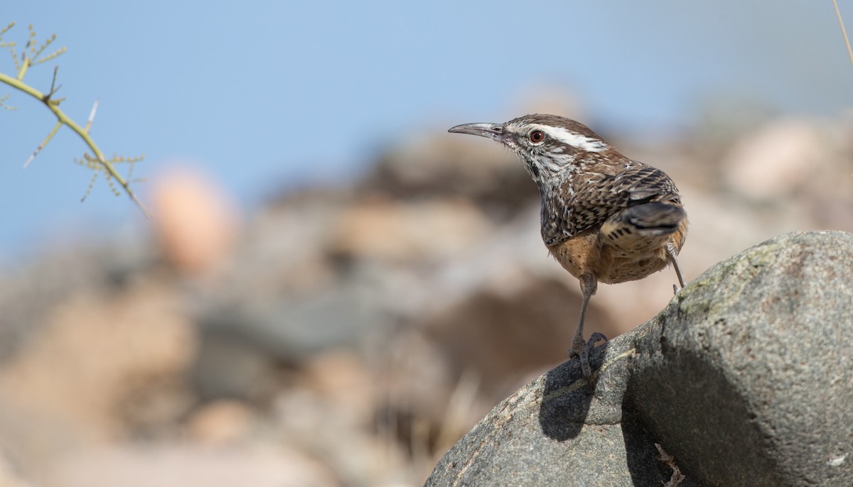 Cactus Wren - ML88559011