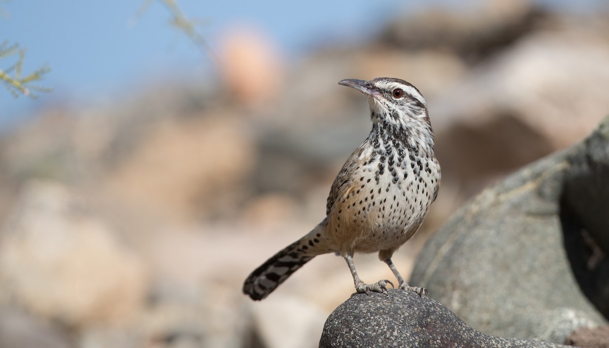 Cactus Wren - ML88559021