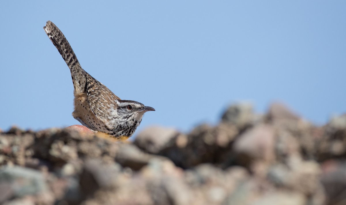 Cactus Wren - Ian Davies