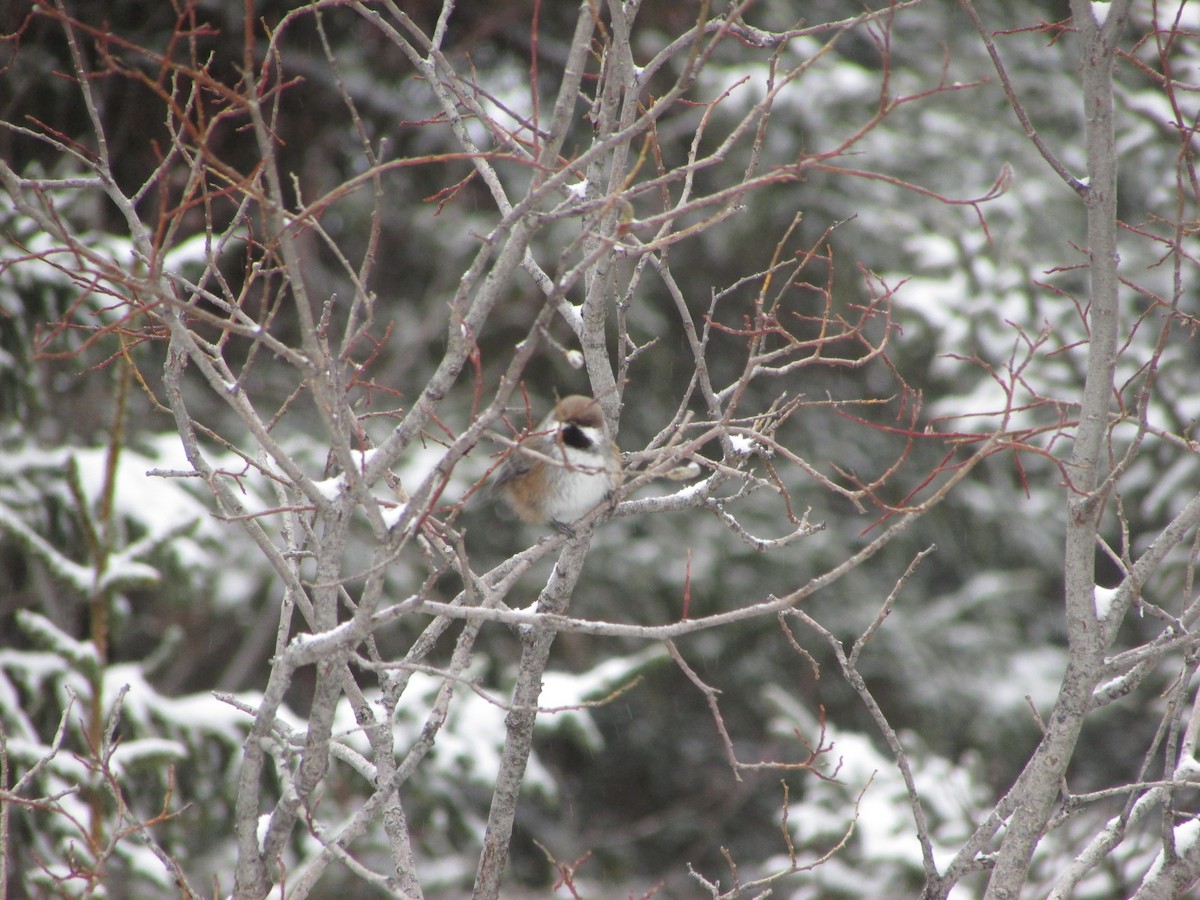 Boreal Chickadee - Thierry Grandmont