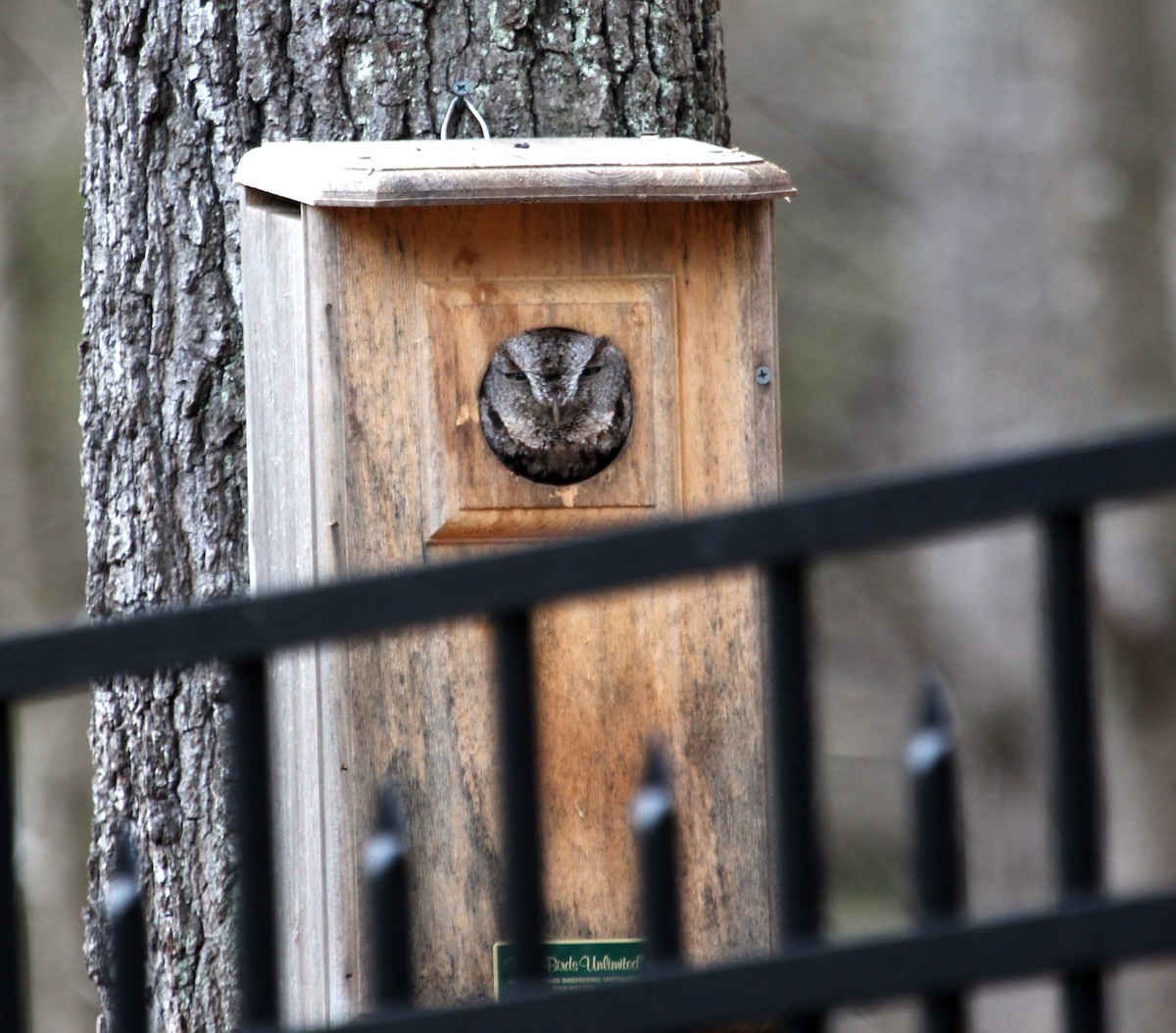 Eastern Screech-Owl - Billie Cantwell