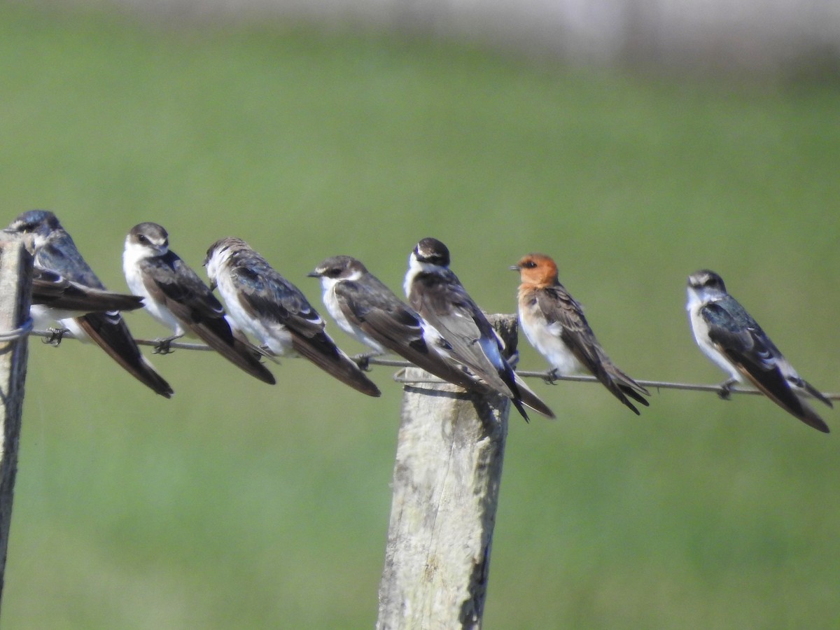 Tawny-headed Swallow - Carlos Crocce