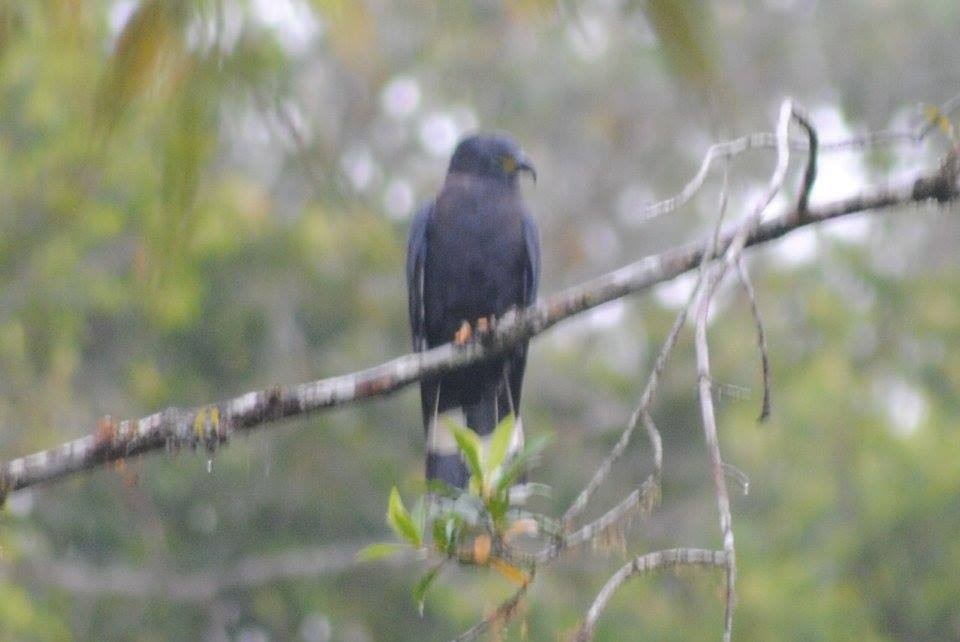 Snail Kite - ML88560451