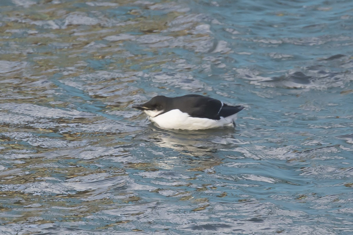 Thick-billed Murre - ML88561021