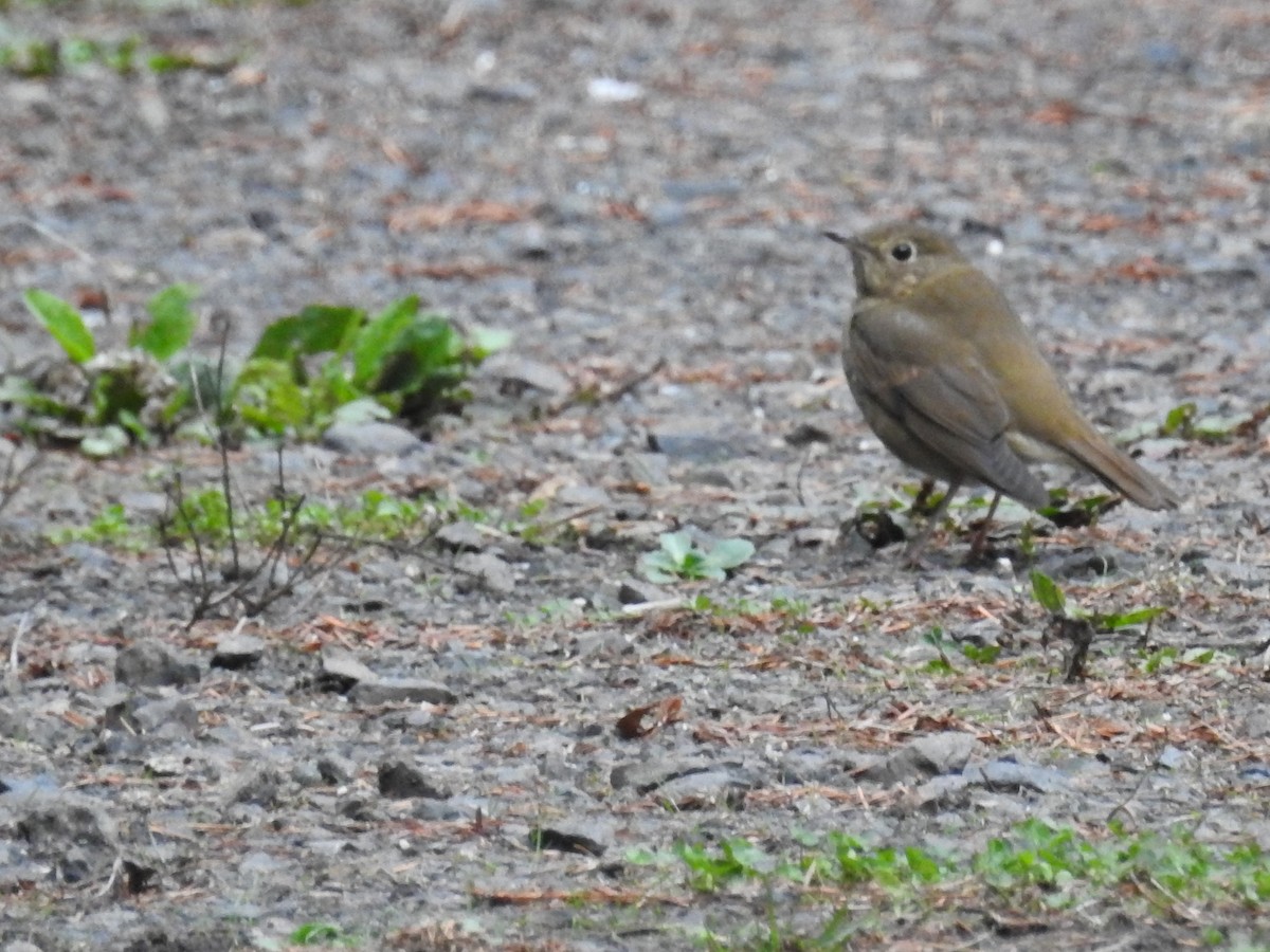 Hermit Thrush - ML88562971