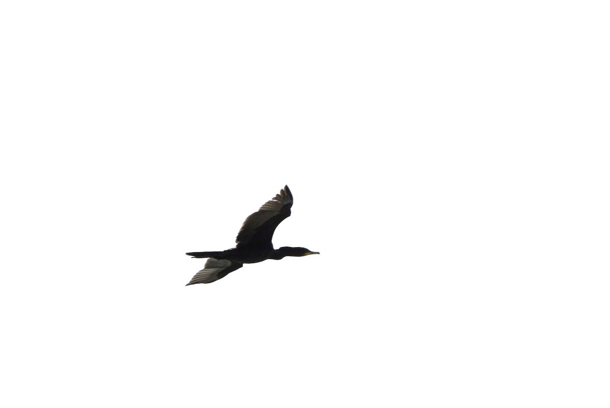 Neotropic Cormorant - ML88562981