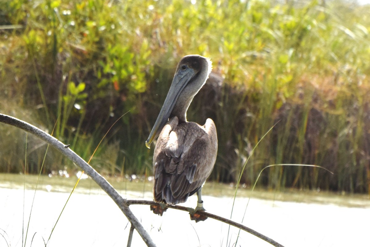 Brown Pelican - irina shulgina