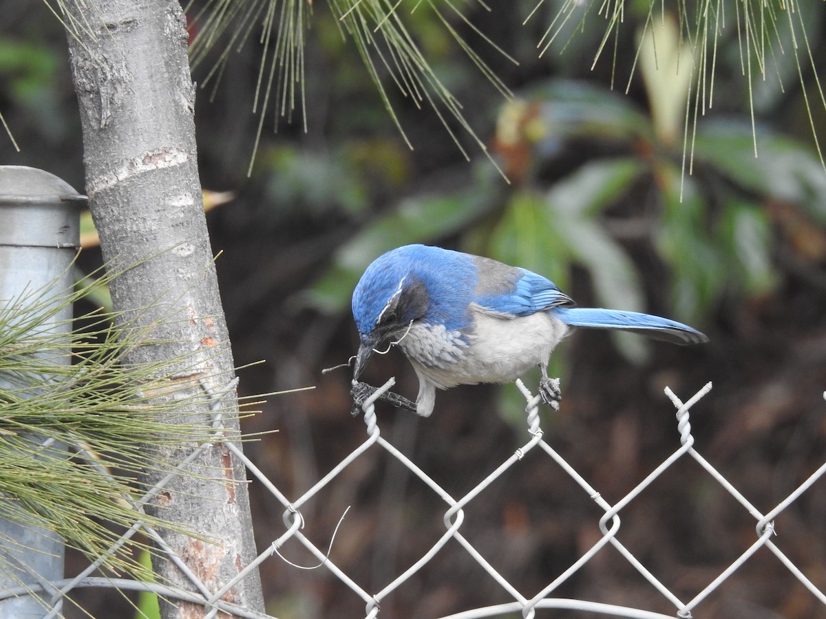California Scrub-Jay - ML88564141