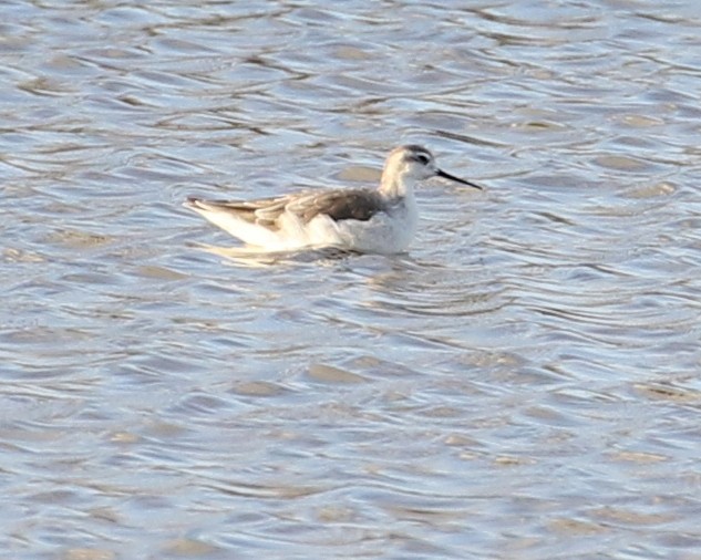 Wilson's Phalarope - Chris Conard