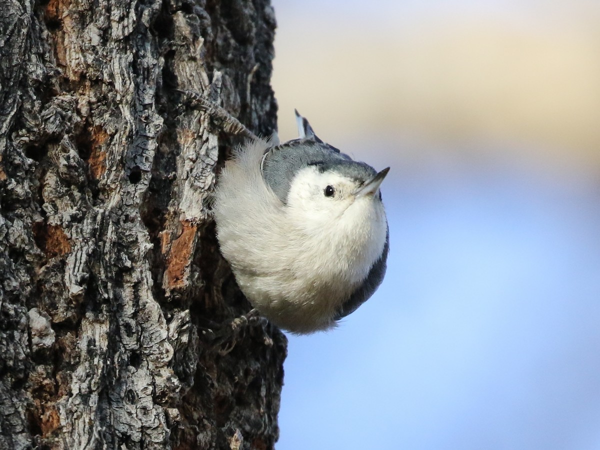 White-breasted Nuthatch - ML88565971