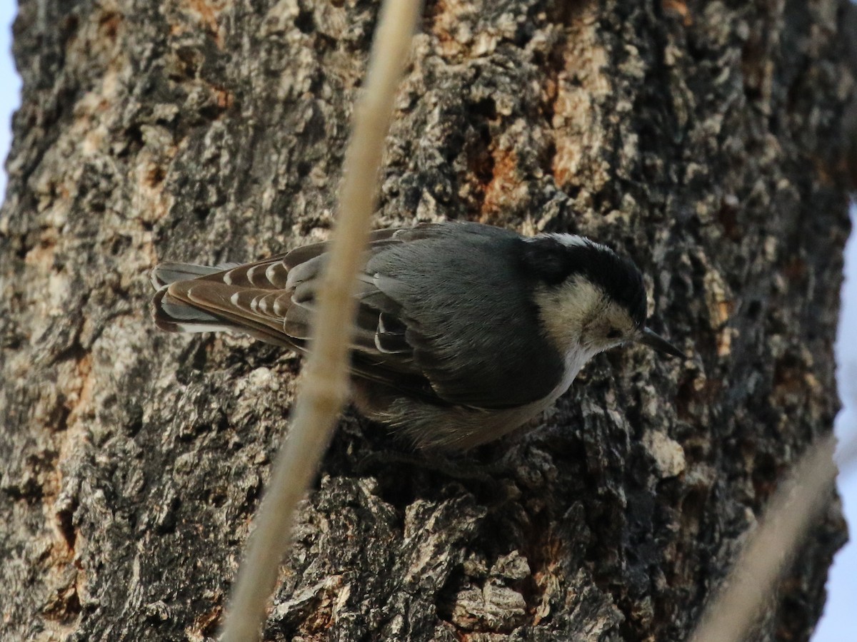 White-breasted Nuthatch - ML88566051