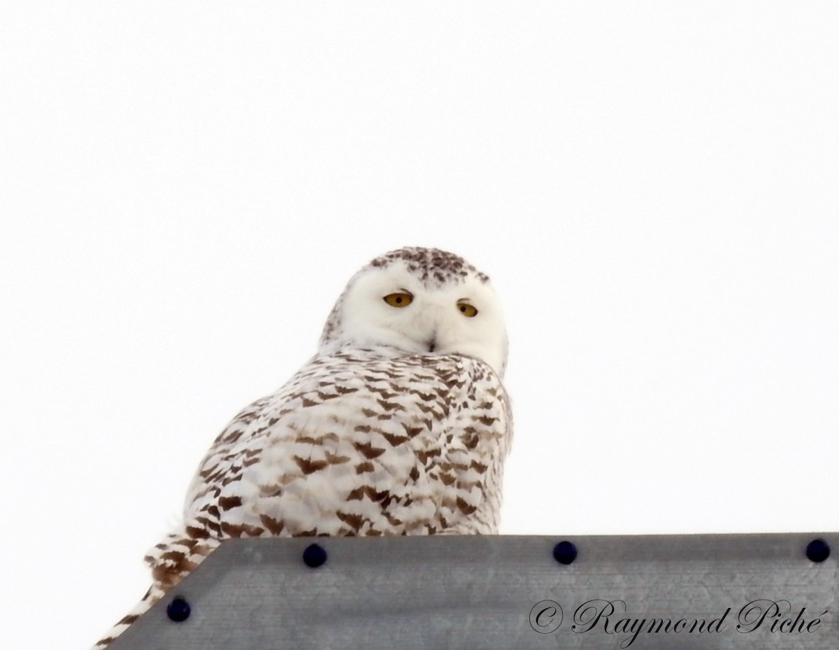 Snowy Owl - ML88566291