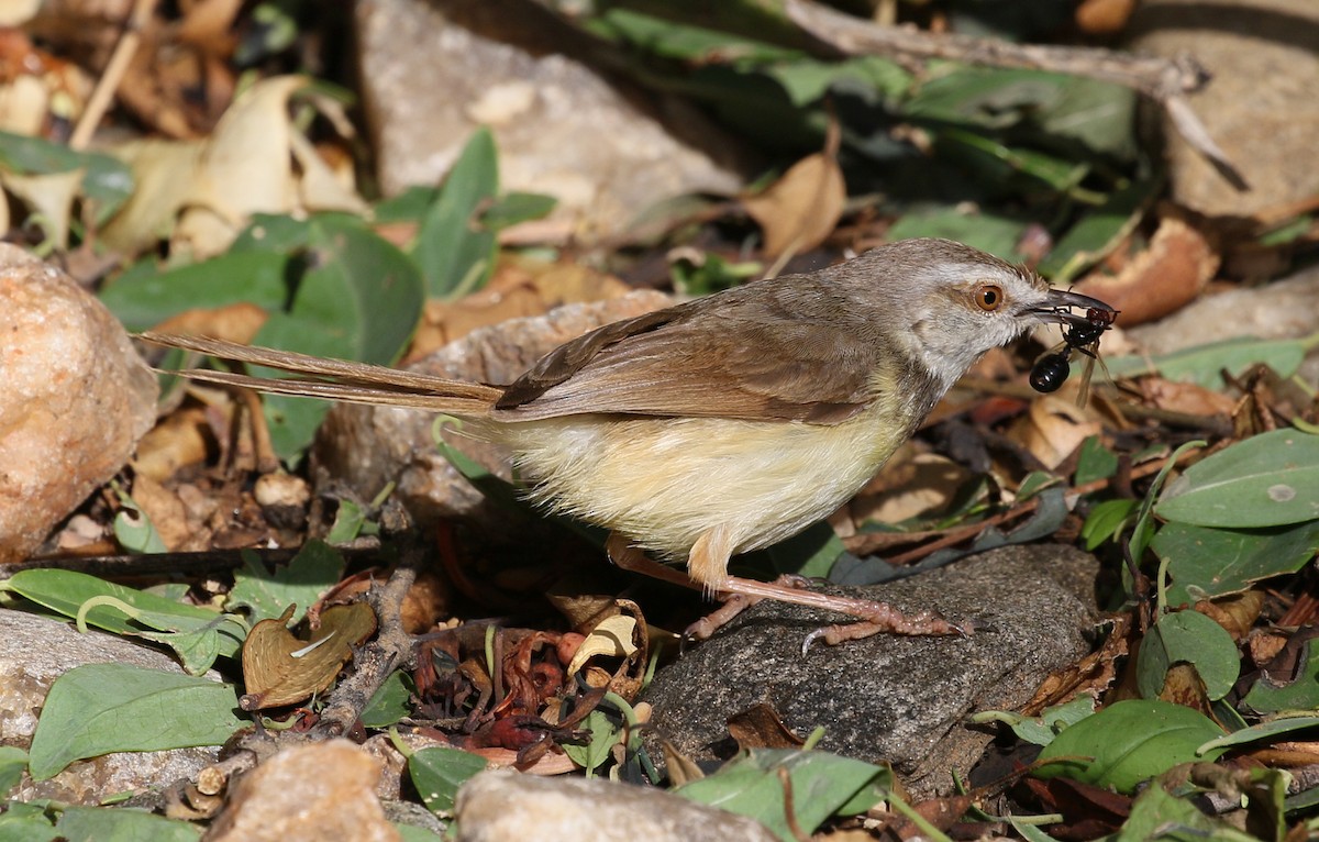 Black-chested Prinia - ML88567561