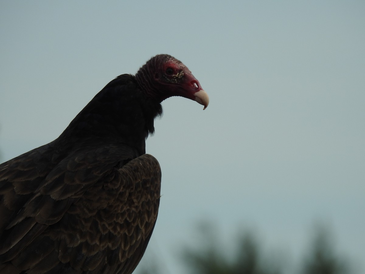 Turkey Vulture - ML88567941