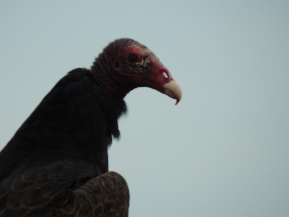 Turkey Vulture - ML88567951