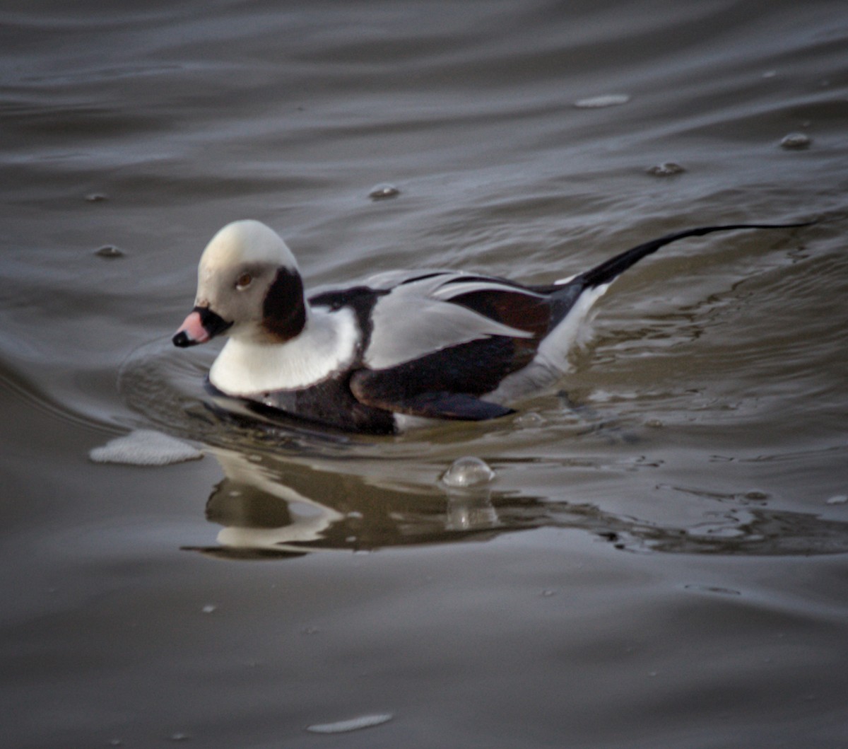 Long-tailed Duck - ML88568201