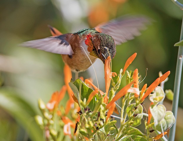 Allen's Hummingbird - ML88574931