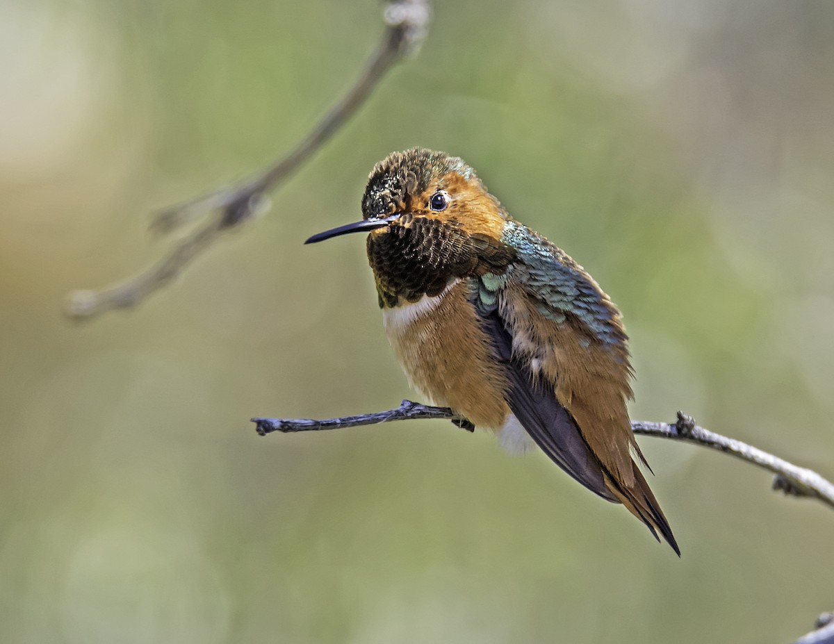 Allen's Hummingbird - ML88574961