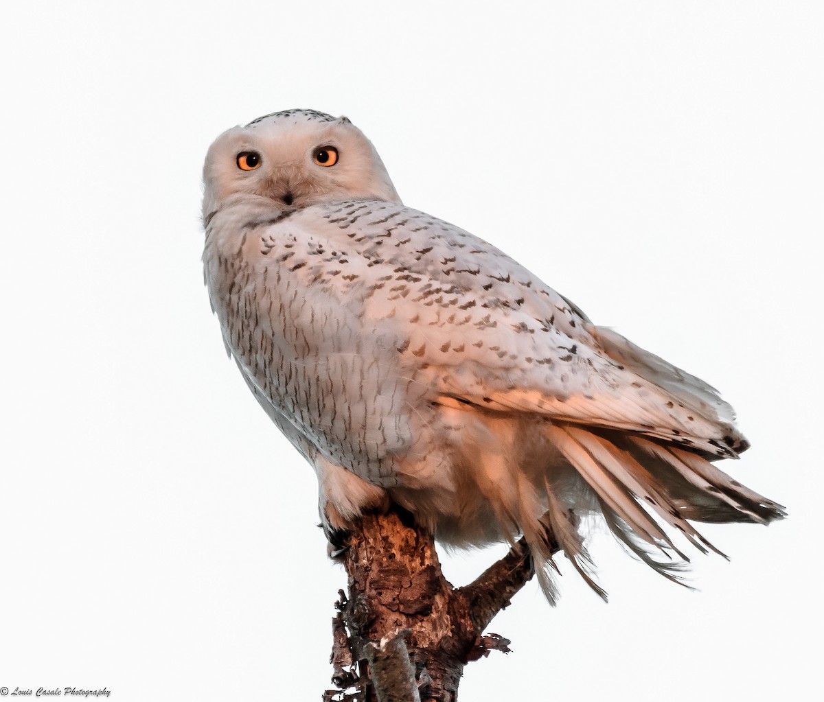 Snowy Owl - ML88574971