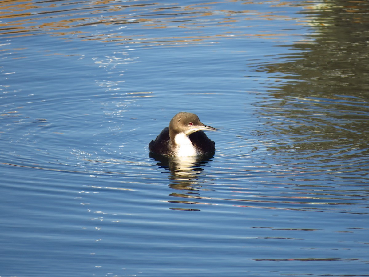 Pacific Loon - ML88575881