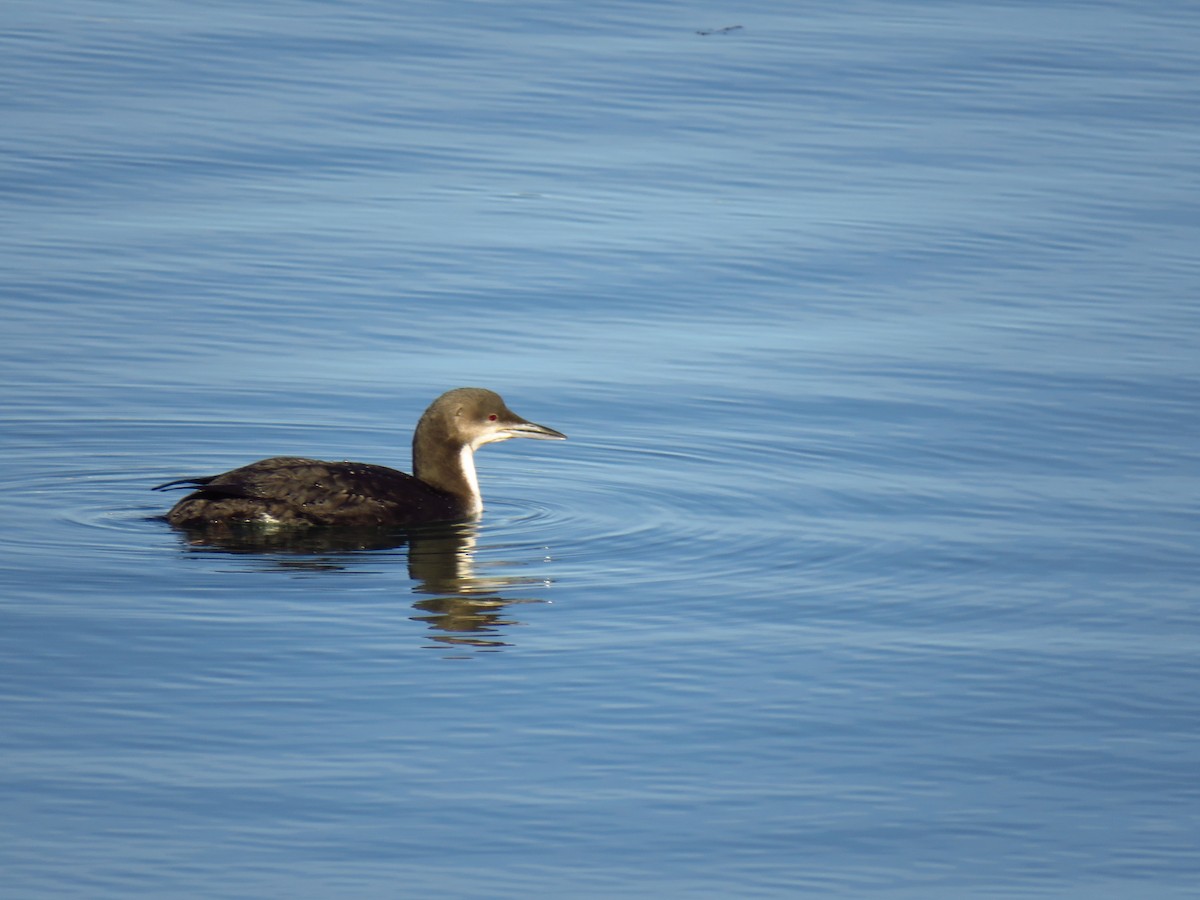 Pacific Loon - ML88575891