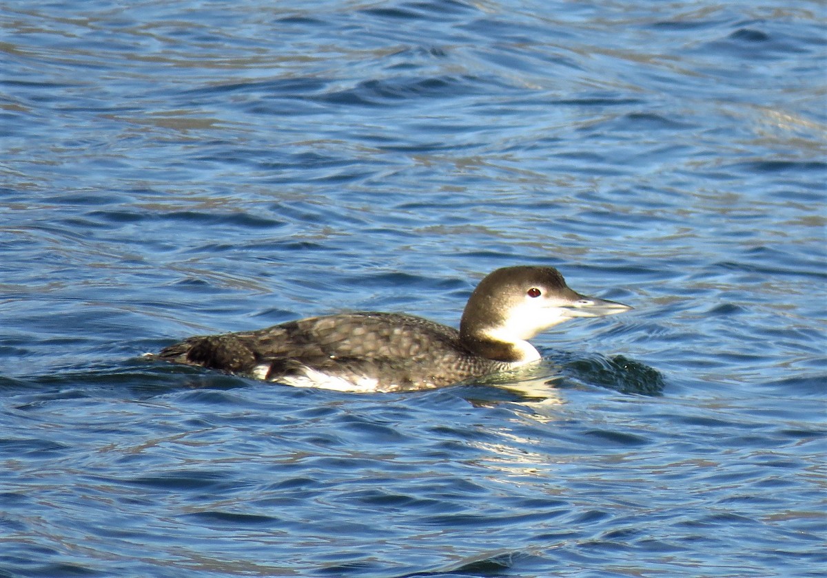 Common Loon - ML88575911