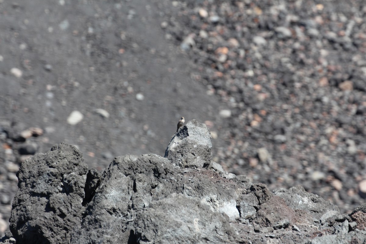 Rock Wren - Carlos Roberto Chavarria